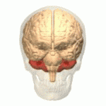 馬斯克腦機融合系統(tǒng)Neuralink