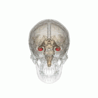 馬斯克腦機融合系統(tǒng)Neuralink